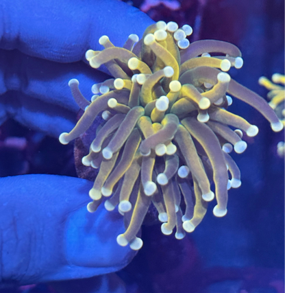 JEA Banana Peel Variant Torch Coral 1 XL Head