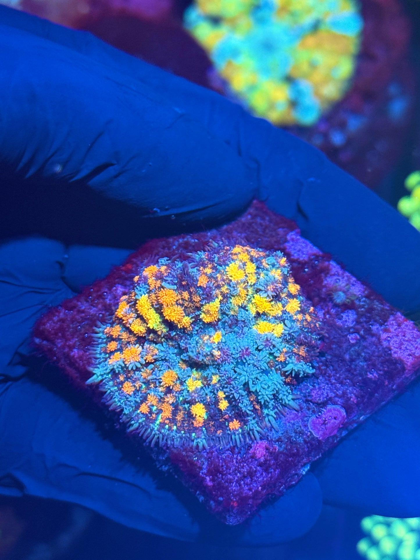 JEA Berserker Bounce Mushroom Coral XL