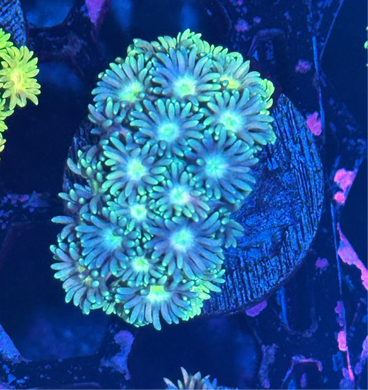 JEA Nightcrawler Goniopora Coral