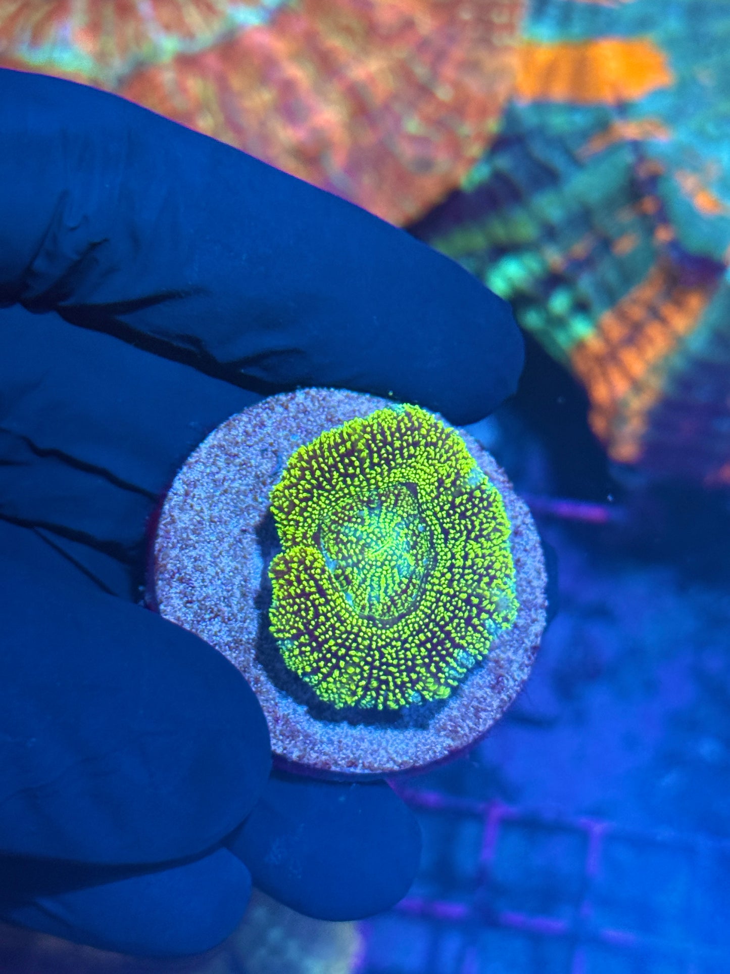 JEA Cosmic Glitter Asian Acan 1 XL Head