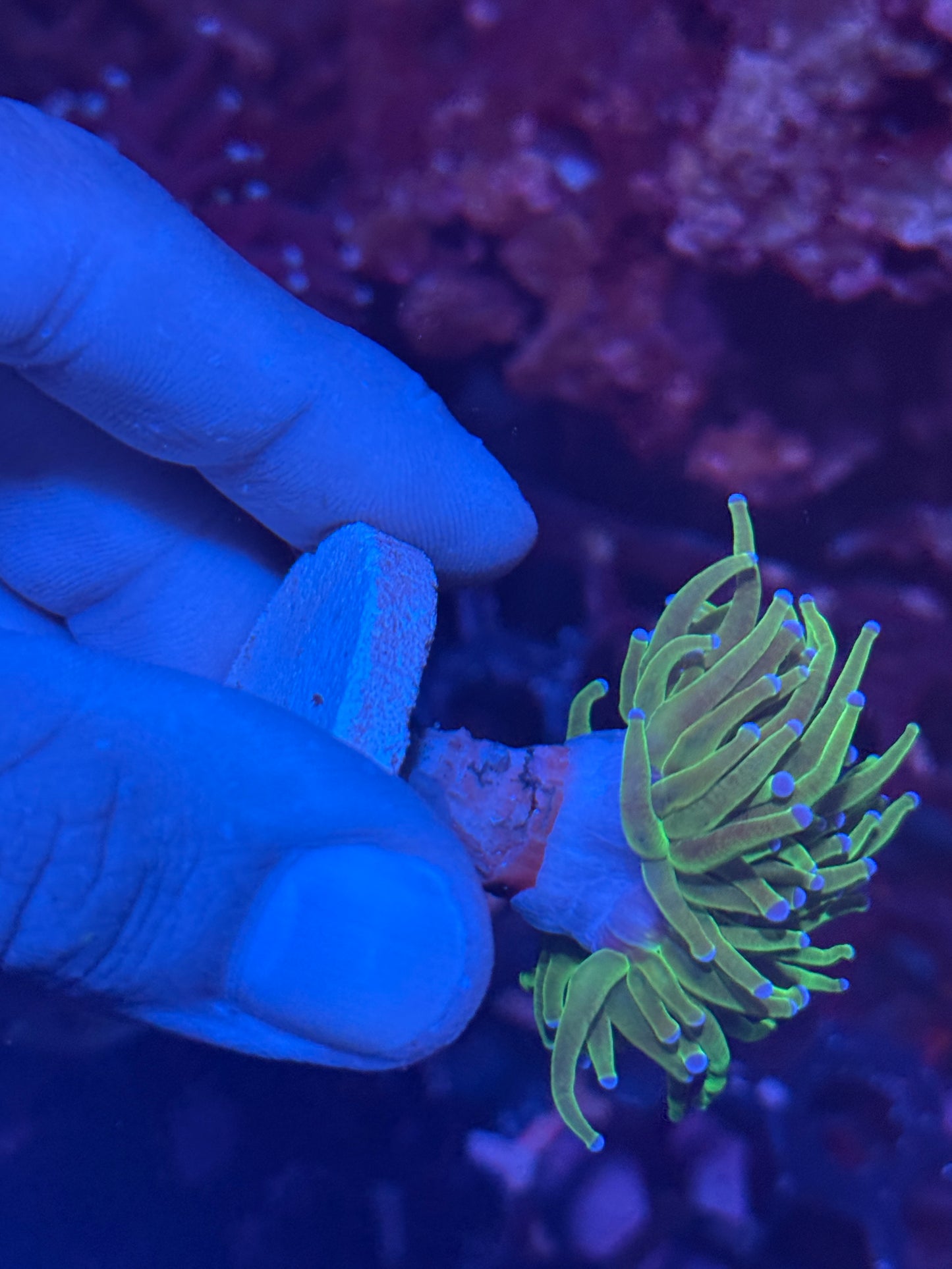 Todd’s Torch Coral 1 XL Head