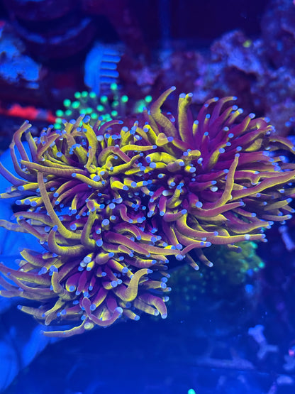 JEA Ultra New York Knicks Torch Colony 4-5 XL Heads