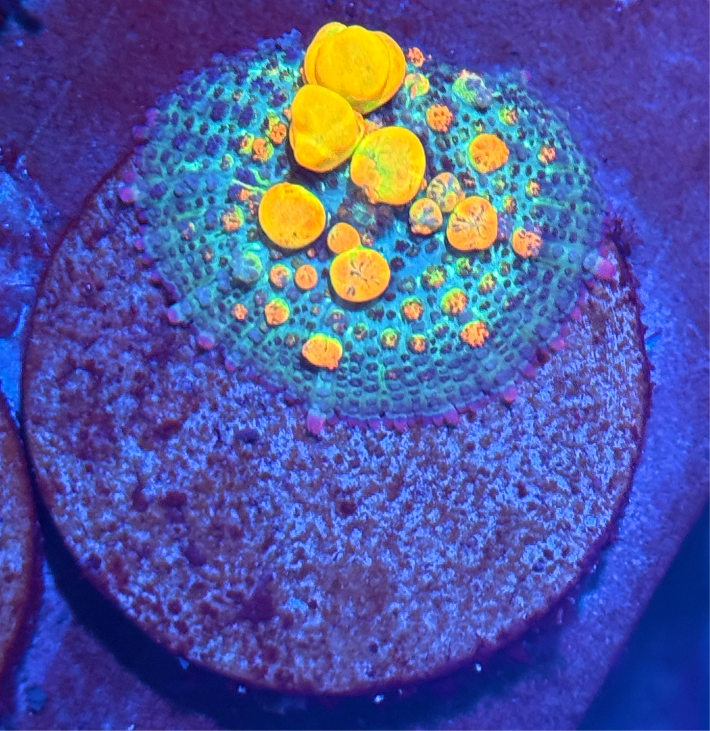 JEA OG Bounce Mushroom Coral Nice XL Bubbles