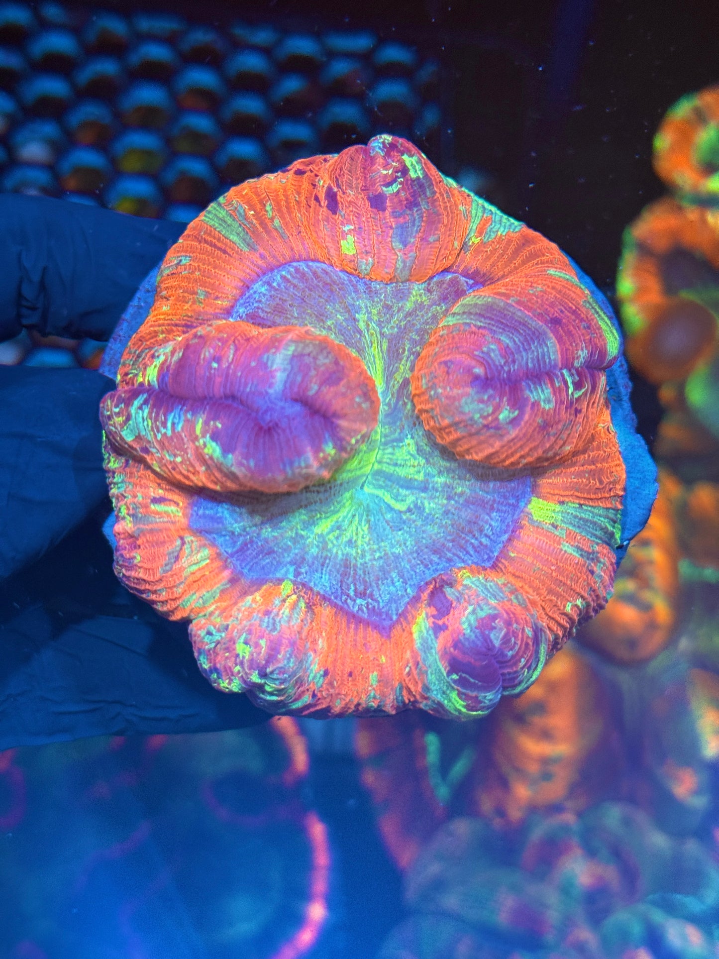 Rainbow Trachyphyllia Meat Coral XL