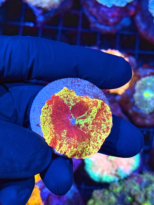 JEA Eclectus Mushroom Coral AQUACULTURED INSANE Streaks