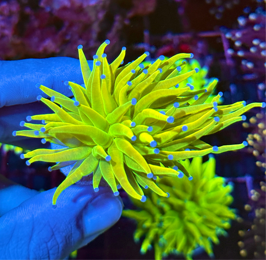 JEA Yellow Holy Grail Torch Coral 1 XL Head