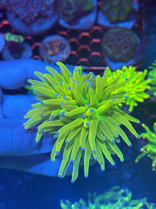 JEA Holy Grail Torch Coral 1 Head Splitting XL