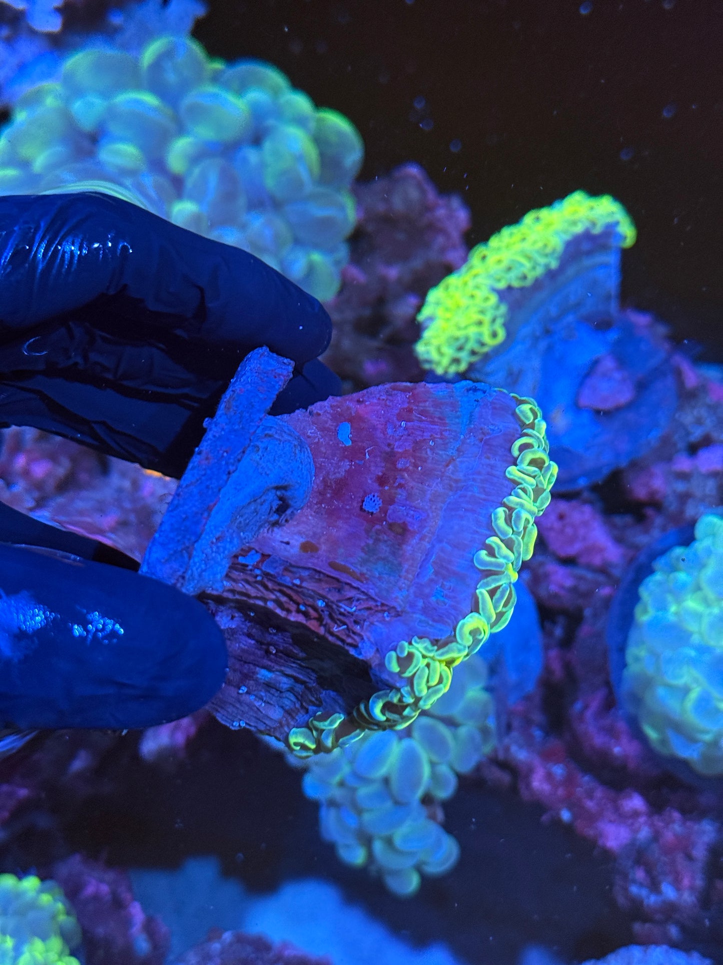 Neon Yellow Splatter Wall Hammer Coral XL