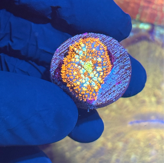 JEA Bubonic Bounce Rhodactis Mushroom Coral
