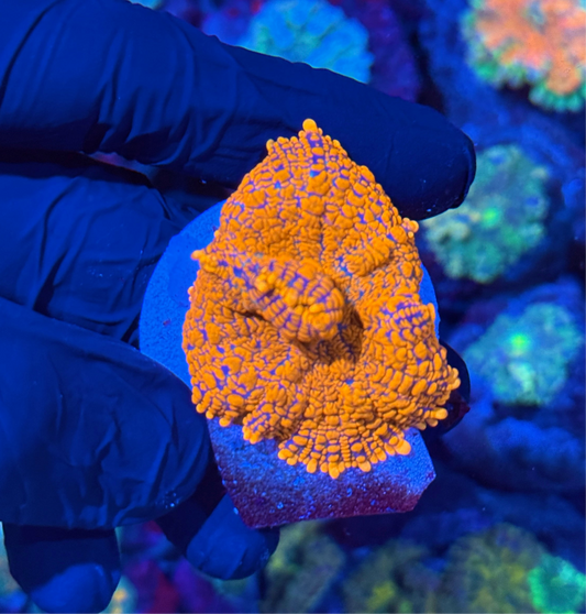 JEA Bloodbath Rhodactis Mushroom Coral XL