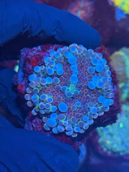 JEA Mega Man Bubble Yuma Mushroom Coral XL