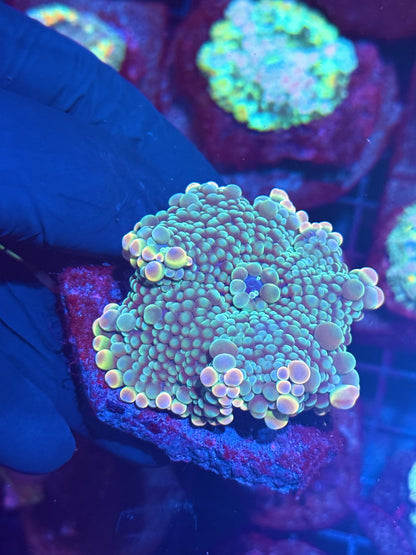 JEA Dr Frankenstein Bubble Yuma Mushroom Coral Nice Fat Skirt