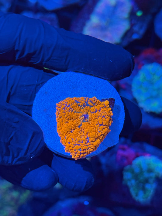 JEA Bloodbath Rhodactis Mushroom Coral XL
