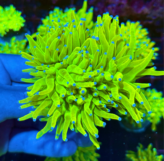 JEA Holy Grail Torch Coral 3 XL Heads Show Piece