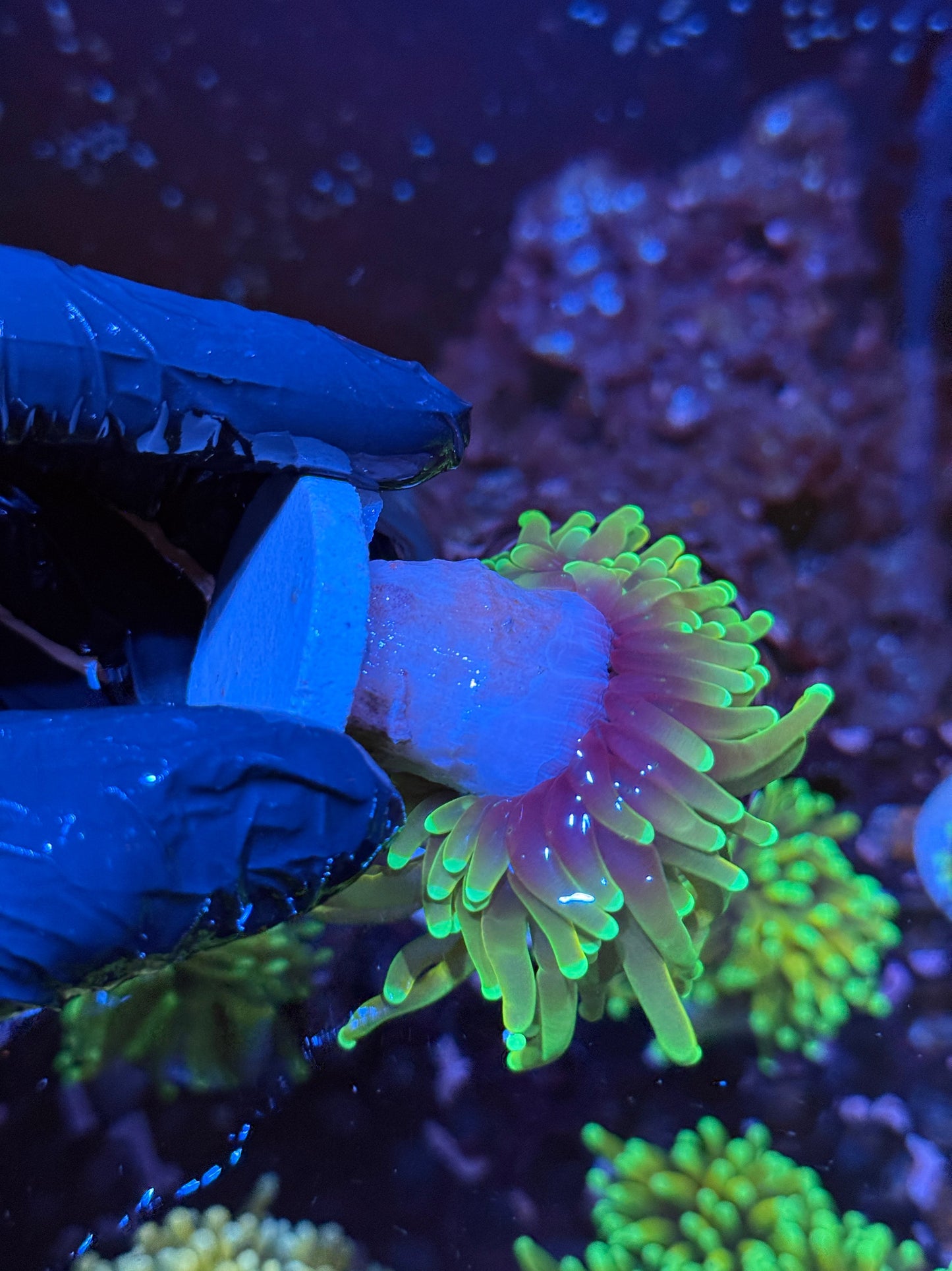 JEA Hellfire Torch Coral 1 Heads Splitting XL