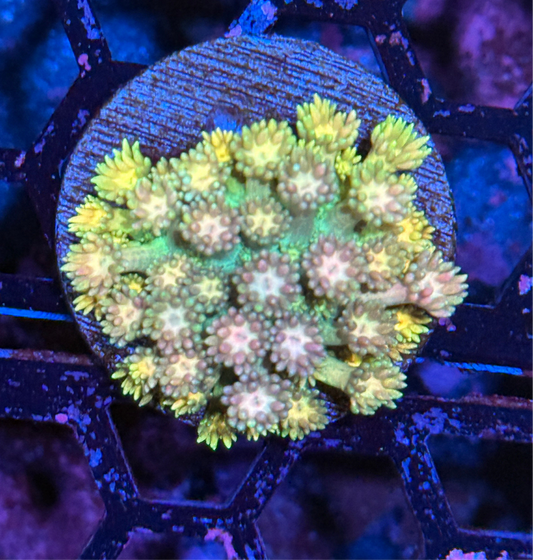 JEA Rainbow Sprinkles Goniopora Coral XL Frag