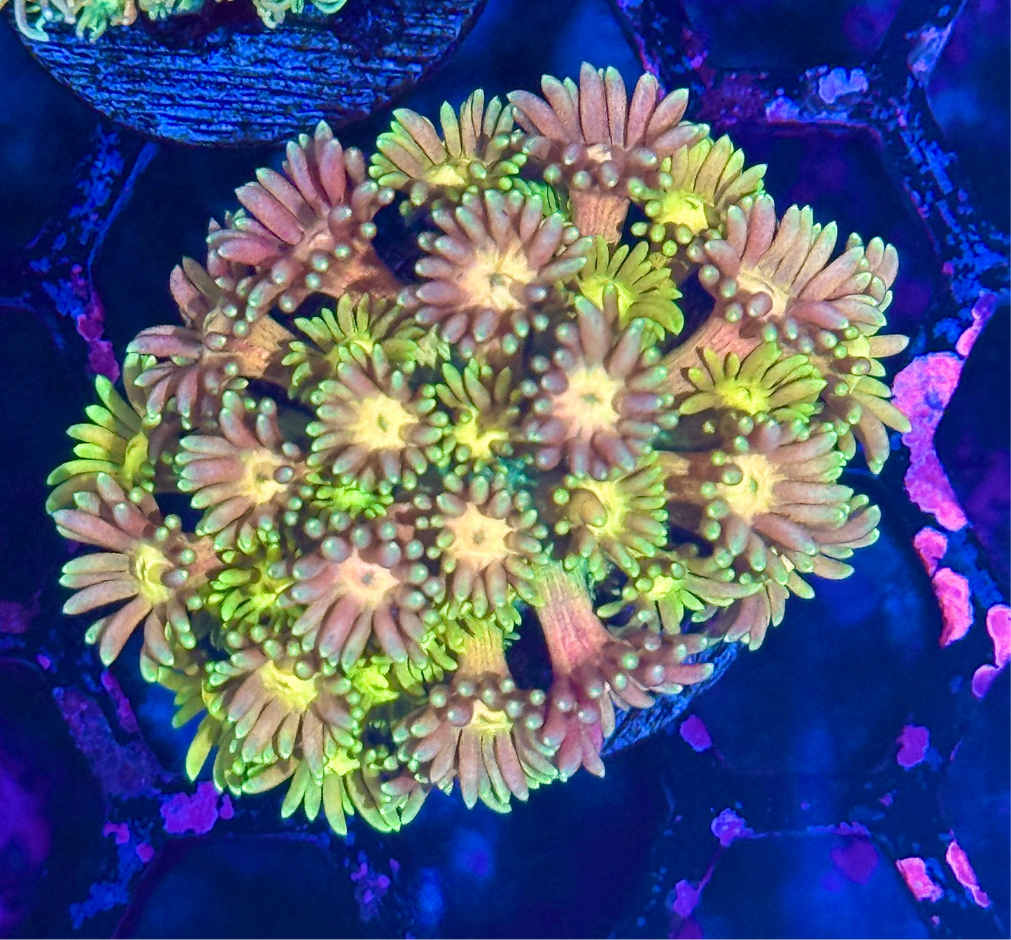 JEA Hippys Paradise Goniopora Coral XL Frag