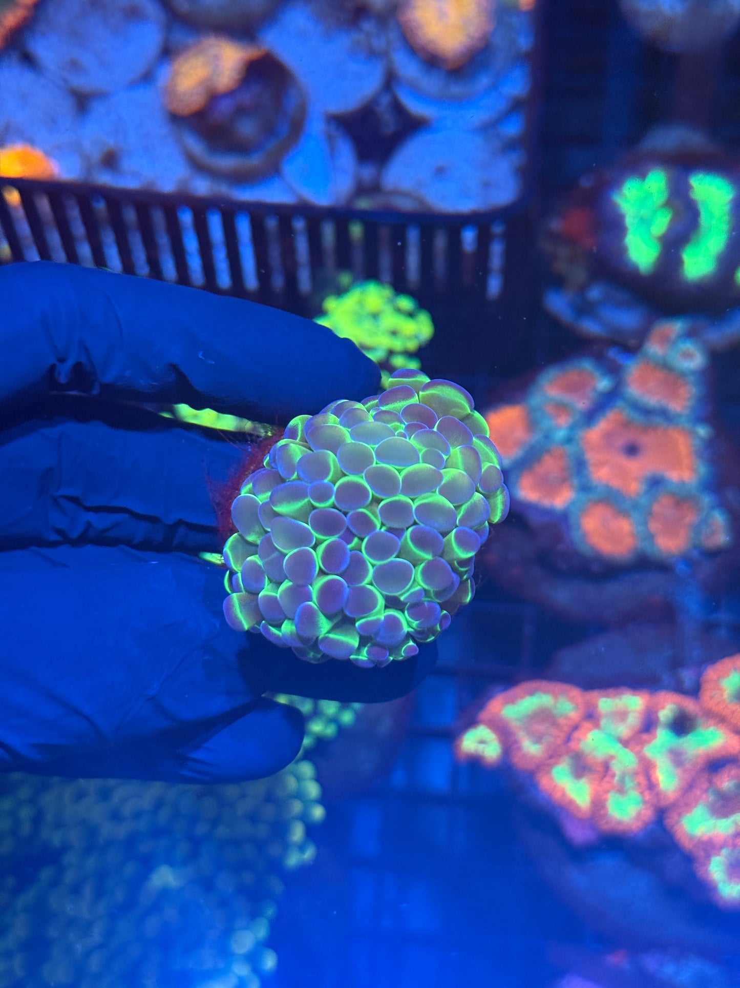 Hologram Hammer Coral Splitting 3 Heads