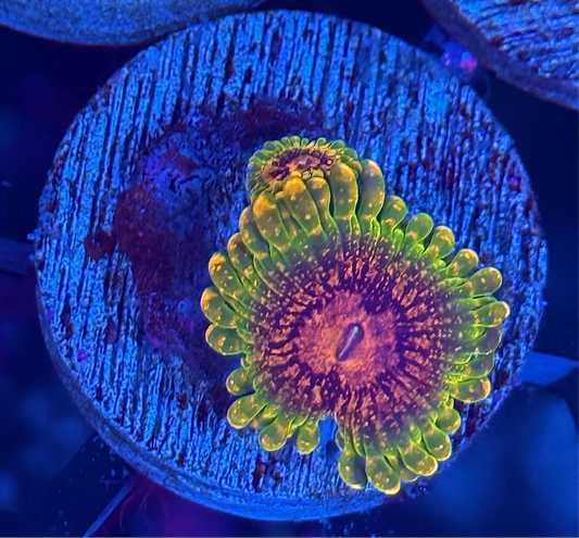 GMK Grand Master Krakatoa Zoanthid Coral 3 Polyps