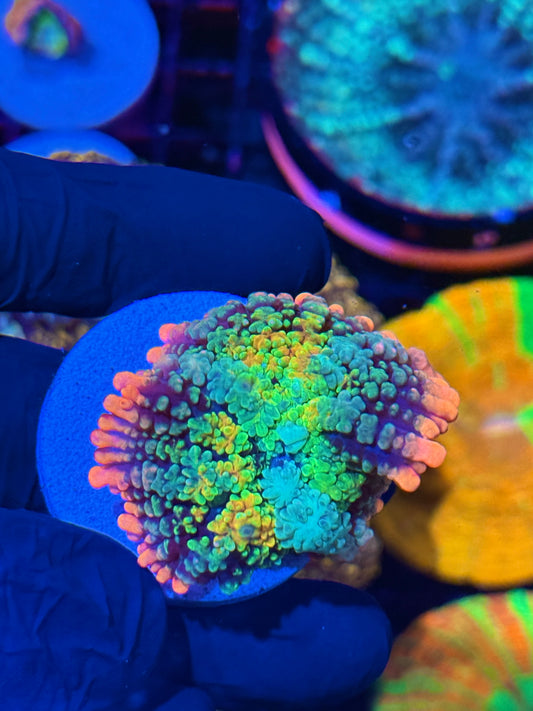 JEA Rainbow Frankenstein Mushroom Coral Bouncing Insane!