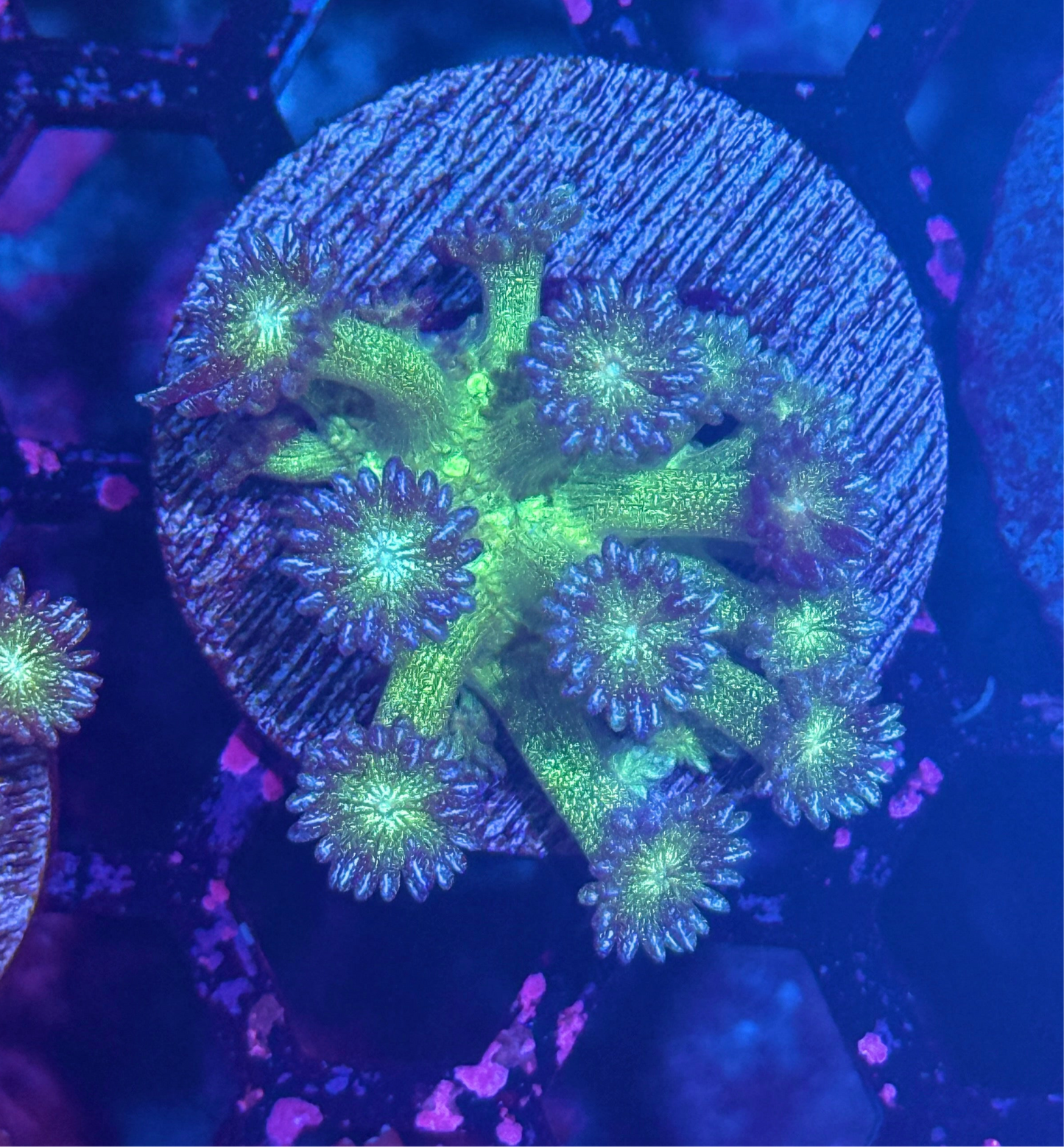 JEA Glitter Bomb Goniopora Coral