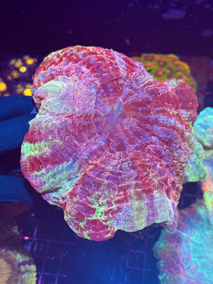 Insane Multicolor Acanthophyllia Meat Coral XXL