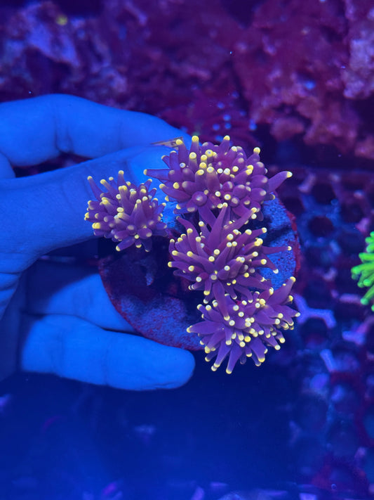 JEA Evil Peach Torch Coral Colony 4 XL Heads
