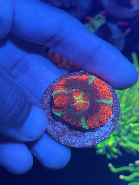 JEA Rocket Pop Asian Acans 1 XXL Head