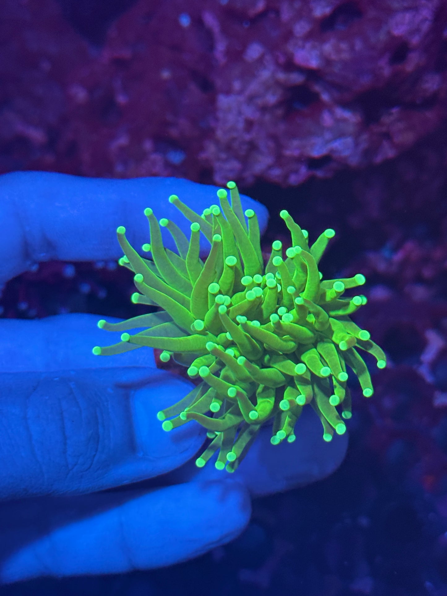 JEA Key Lime Pie Torch Coral 1 XL Head