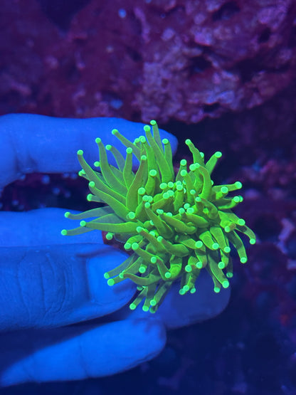 JEA Key Lime Pie Torch Coral 1 XL Head