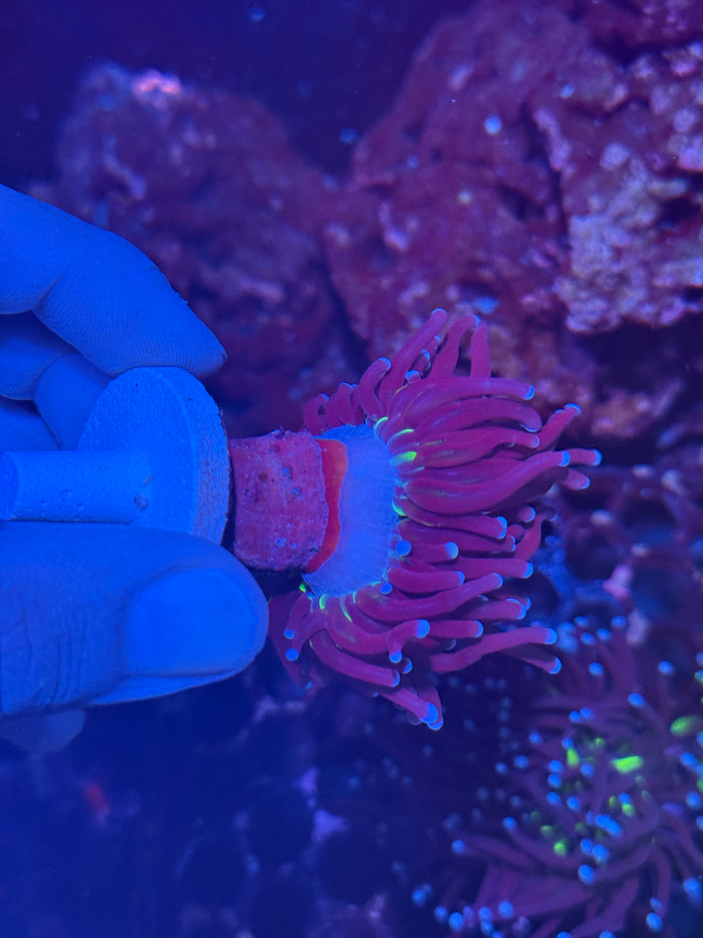 JEA Death Goddess Torch Coral 1 XL Head