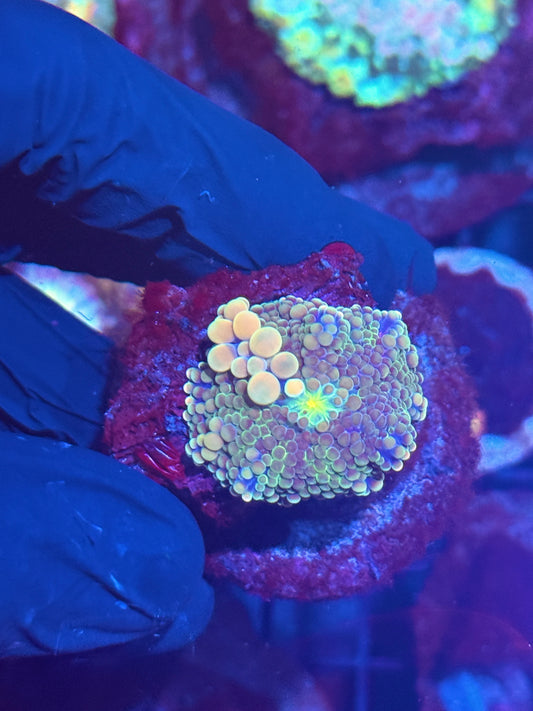 JEA Peaches N Cream Bounce Yuma Coral XL