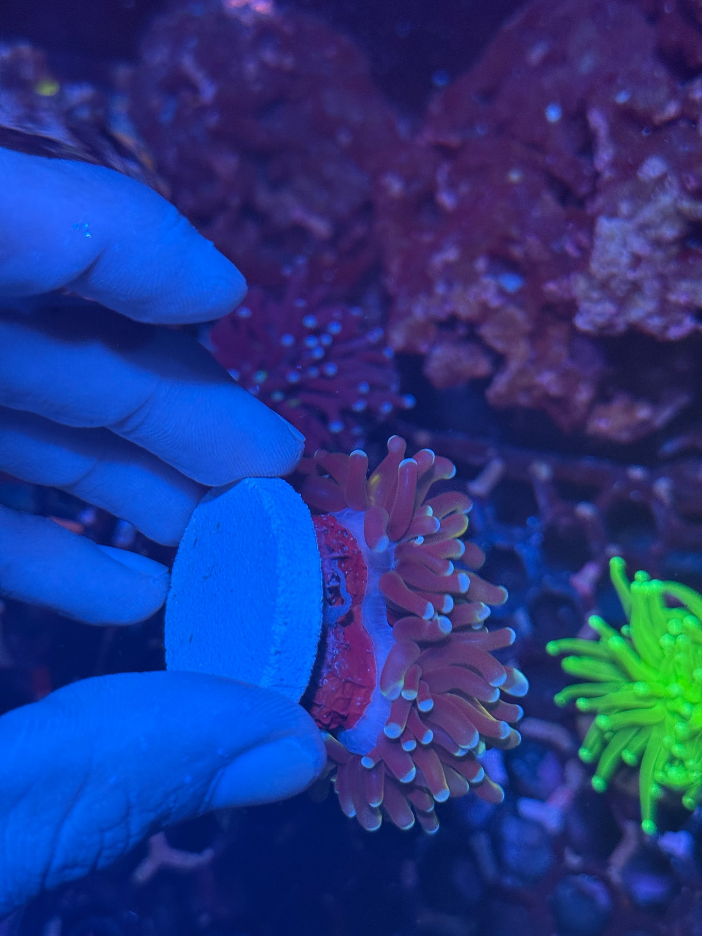 JEA Dragon Master Torch Coral 2 Heads XL