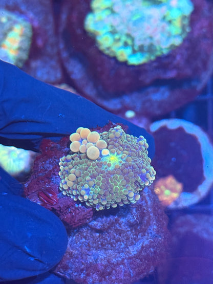 JEA Peaches N Cream Bounce Yuma Coral XL