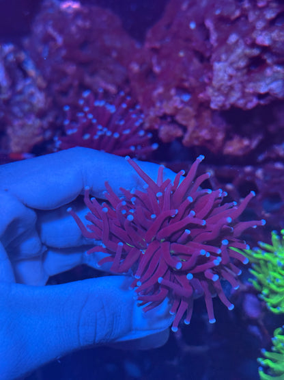 JEA Death Goddess Torch Coral 1 XL Head Splitting