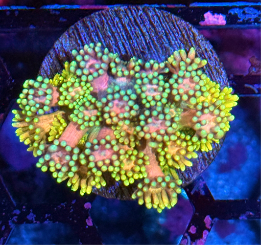 JEA Strawberry Marshmallow Goniopora Coral