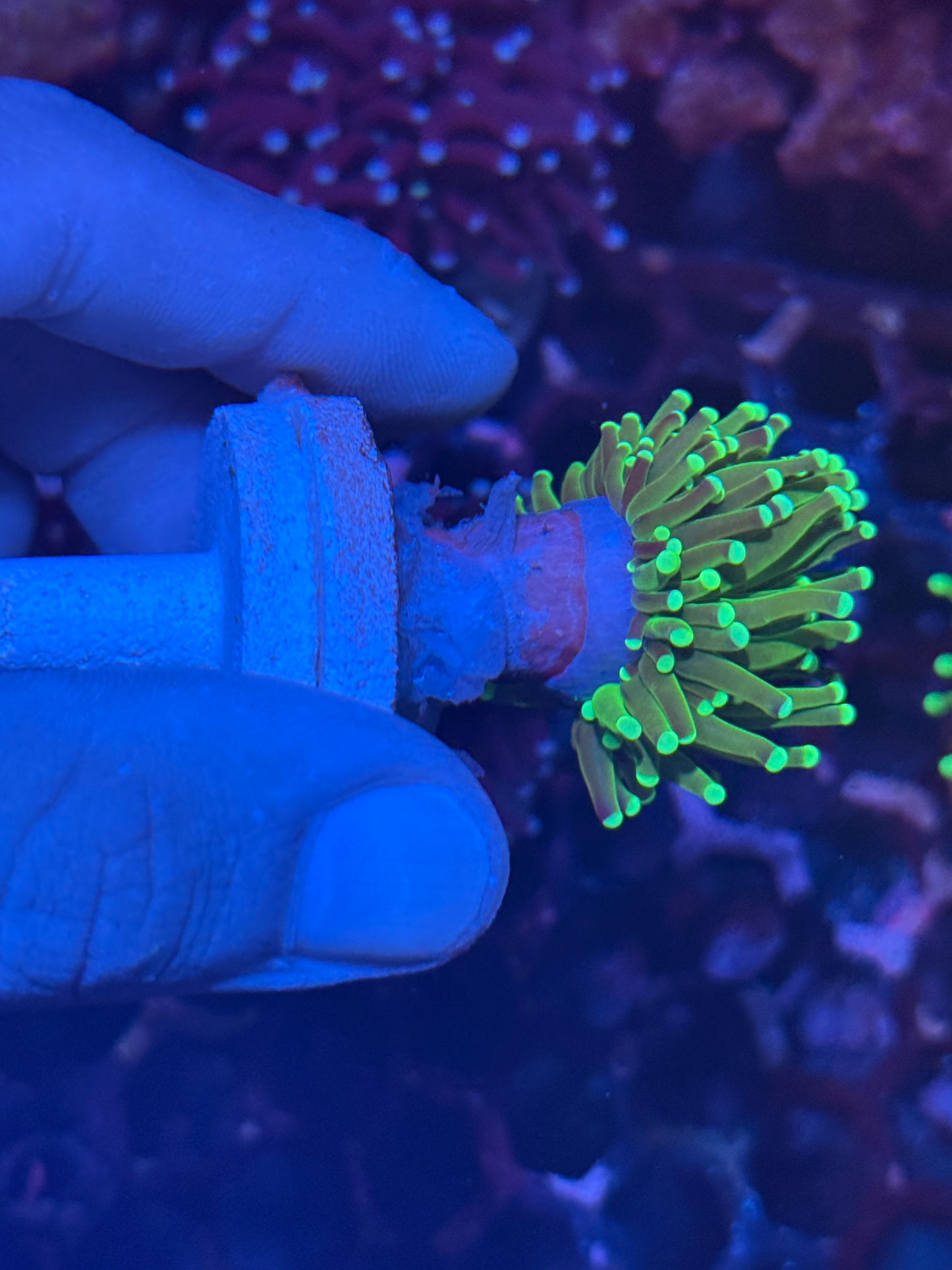 JEA Key Lime Pie Torch Coral 1 XL Head