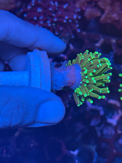 JEA Key Lime Pie Torch Coral 1 XL Head