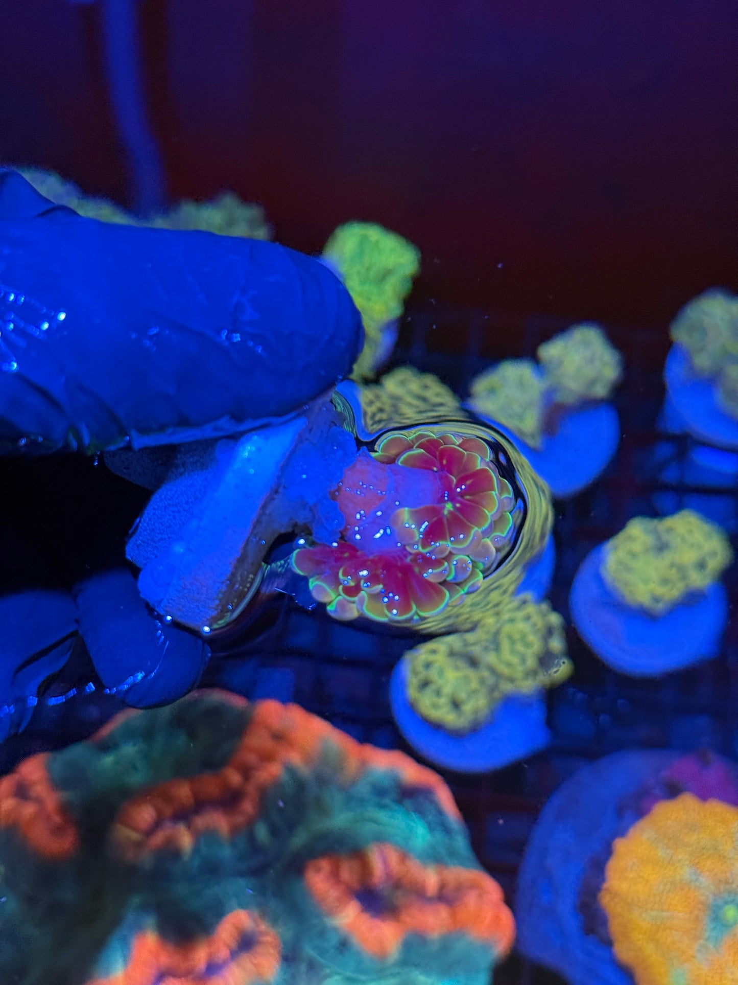 KDR Rainbow Hammer Coral 1 Head