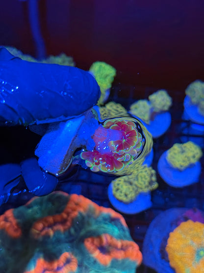 KDR Rainbow Hammer Coral 1 Head