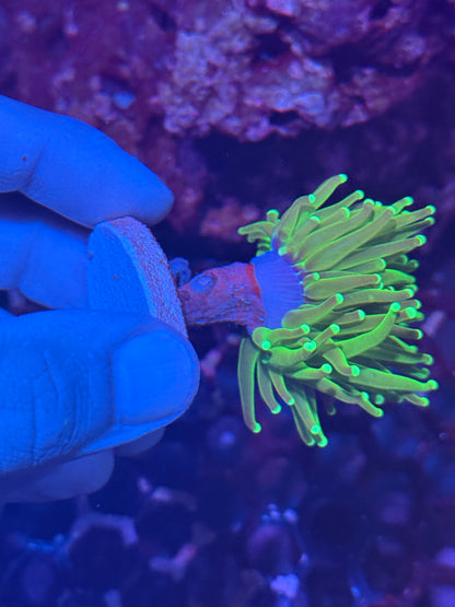 JEA Key Lime Pie Torch Coral 1 XL Head