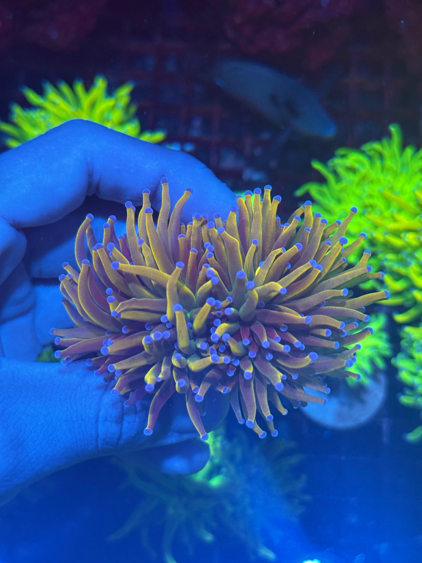 JEA Shiny Dragon Tamer Torch Coral 3 Heads Splitting XXL