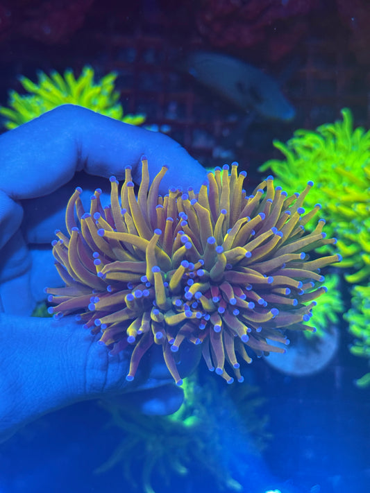 JEA Shiny Dragon Tamer Torch Coral 3 Heads Splitting XXL