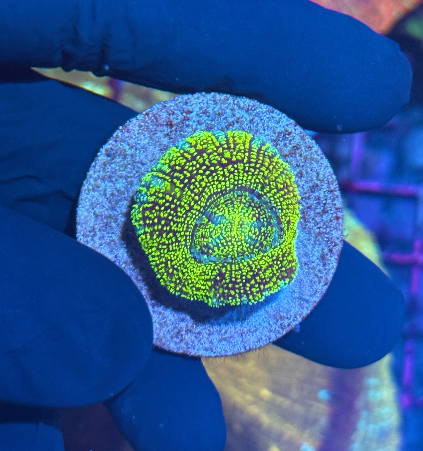 JEA Cosmic Glitter Asian Acan 1 XL Head