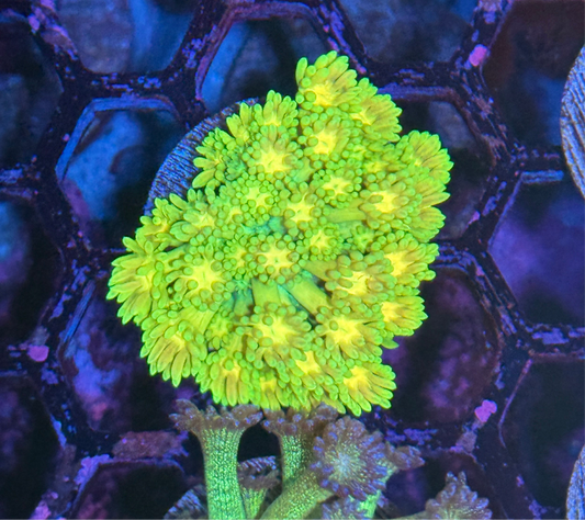 JEA Blueberry Lemonade Goniopora Coral