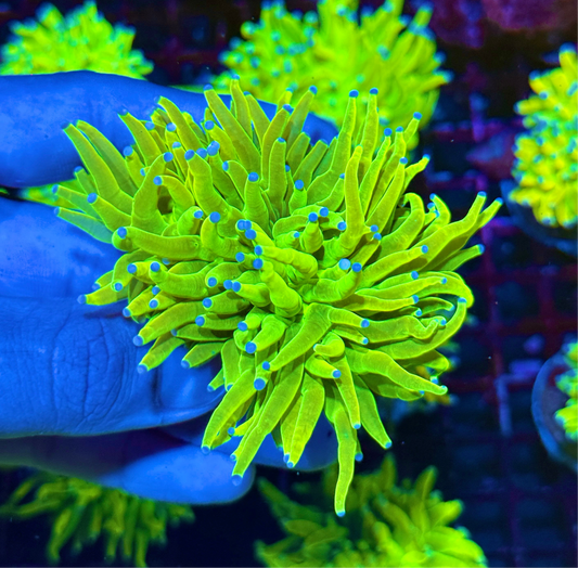 JEA Holy Grail Torch Coral 2 XL Heads