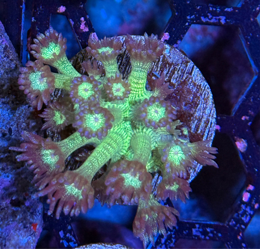 JEA Glitter Bomb Goniopora Coral
