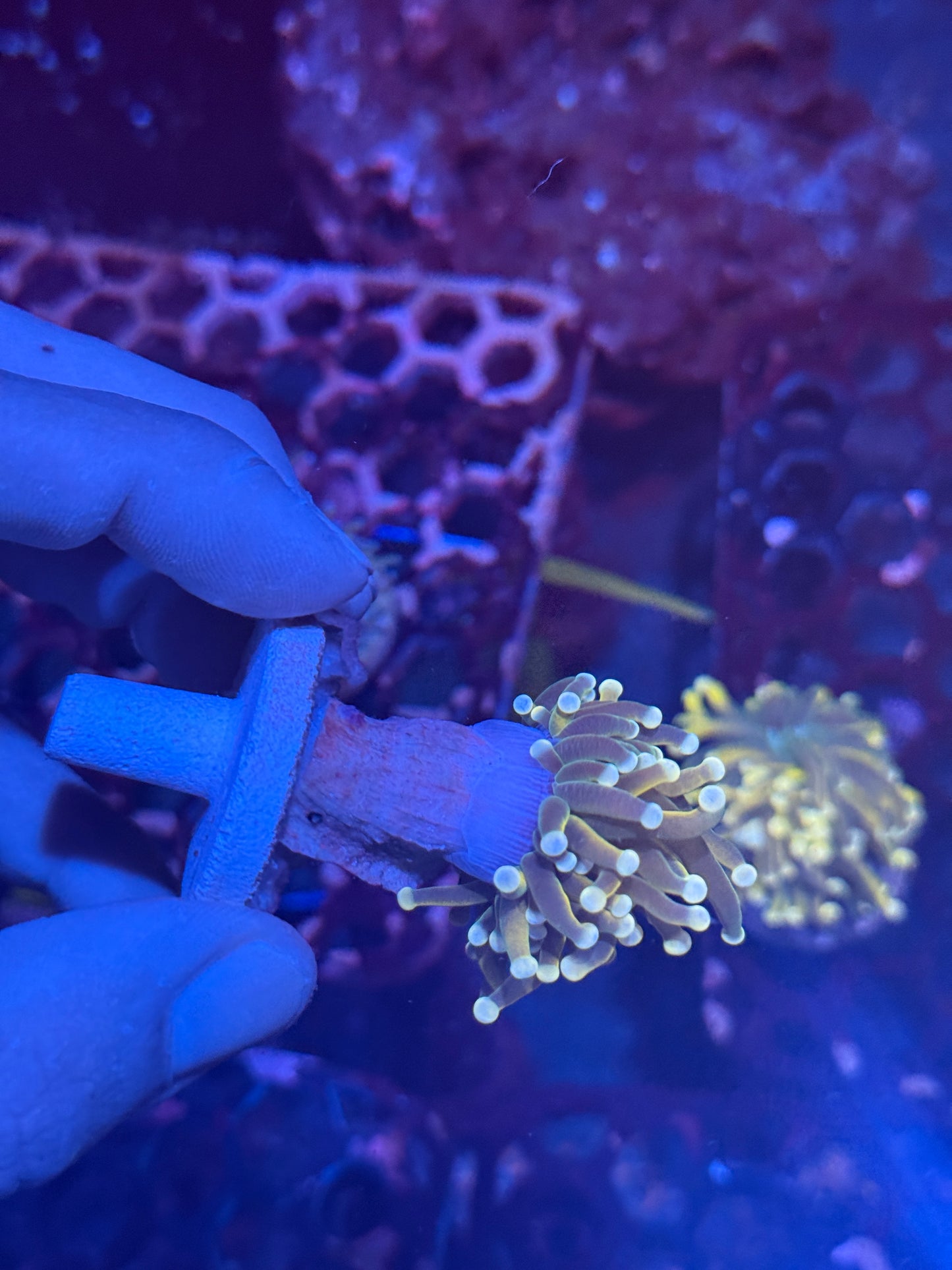 JEA Banana Peel Variant Torch Coral 1 XL Head