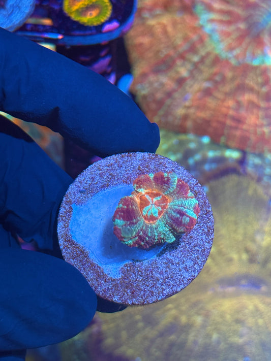 JEA Pink Diamond Asian Acans