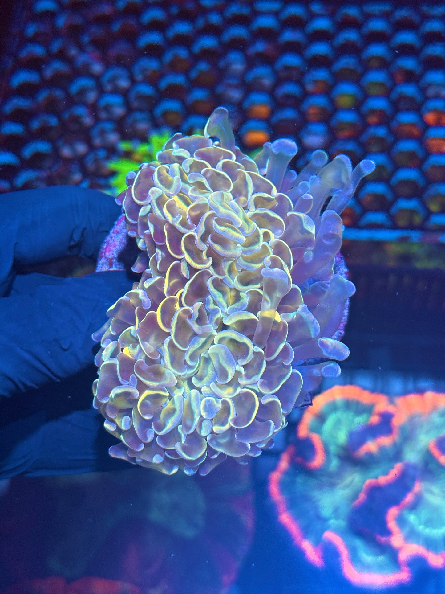 Hologram Wall Hammer Coral